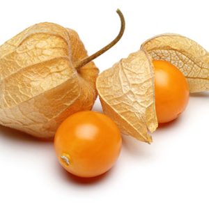 Physalis